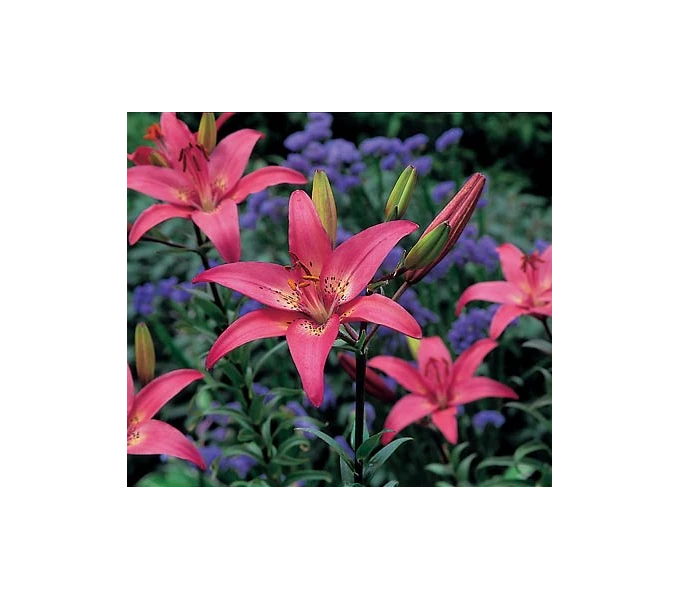 Bold Colors Asiatic Lily Mix 5 Bold Colors Asiatic Lily Mix - Image 5