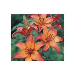 Bold Colors Asiatic Lily Mix 16 Bold Colors Asiatic Lily Mix -Leaf Sprigs Sales Store x600 11472
