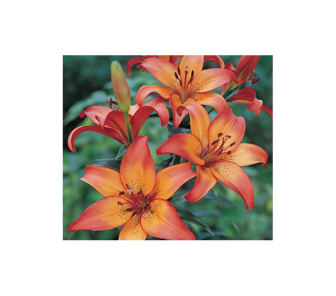 Bold Colors Asiatic Lily Mix 6 Bold Colors Asiatic Lily Mix - Image 6