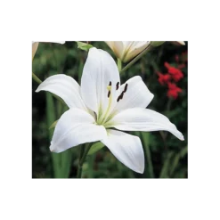 Strawberries & Cream Lilium Mix -Leaf Sprigs Sales Store x600 11559