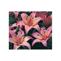 Strawberries & Cream Lilium Mix -Leaf Sprigs Sales Store x600 11560
