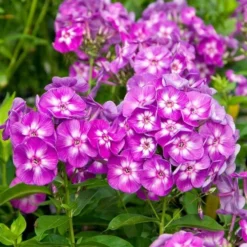 Pollinator Garden For Sun -Leaf Sprigs Sales Store x600 11645