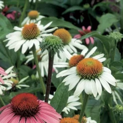 Echinacea Purpurea 'White Swan' -Leaf Sprigs Sales Store x600 11728