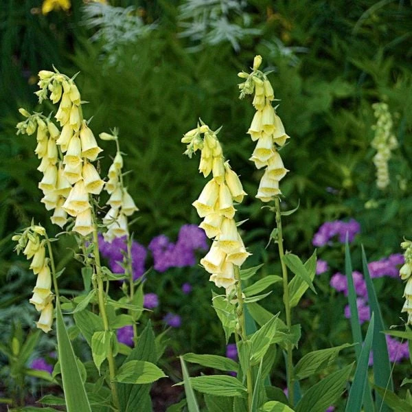 Digitalis Grandiflora 2 Digitalis Grandiflora - Image 2