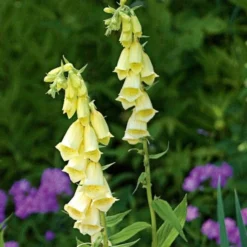 Digitalis Grandiflora 8 Digitalis Grandiflora -Leaf Sprigs Sales Store x600 11734