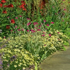 Coreopsis Verticillata 'Moonbeam' -Leaf Sprigs Sales Store x600 12032