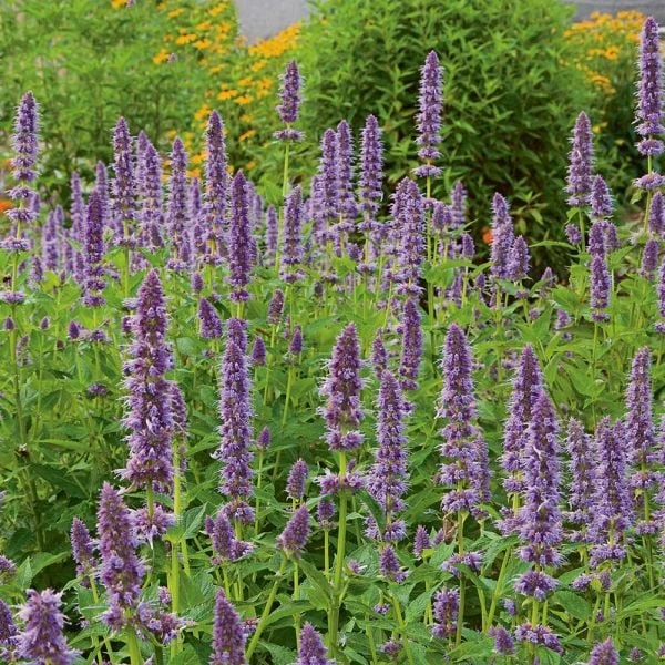 Agastache 'Blue Fortune' 2 Agastache 'Blue Fortune' - Image 2