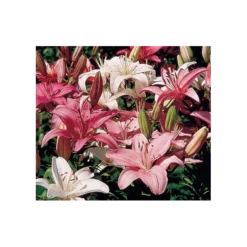Strawberries & Cream Lilium Mix -Leaf Sprigs Sales Store x600 123