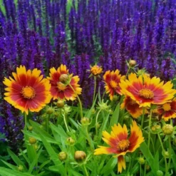 Coreopsis UpTick™ Gold & Bronze -Leaf Sprigs Sales Store x600 12378