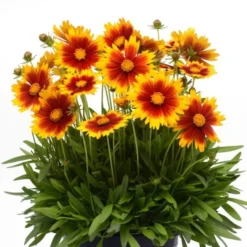 Coreopsis UpTick™ Gold & Bronze -Leaf Sprigs Sales Store x600 12379
