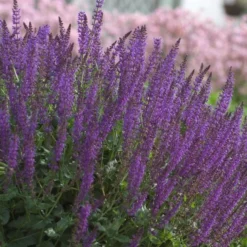 Salvia X Sylvestris 'May Night' -Leaf Sprigs Sales Store x600 12571