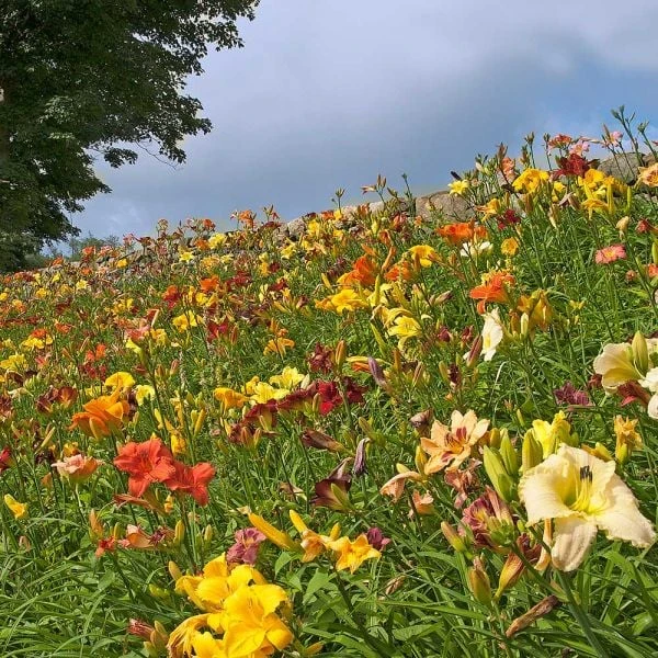 Collaboration For Sun For The South - Daffodils & Daylilies 1 Collaboration For Sun For The South - Daffodils & Daylilies