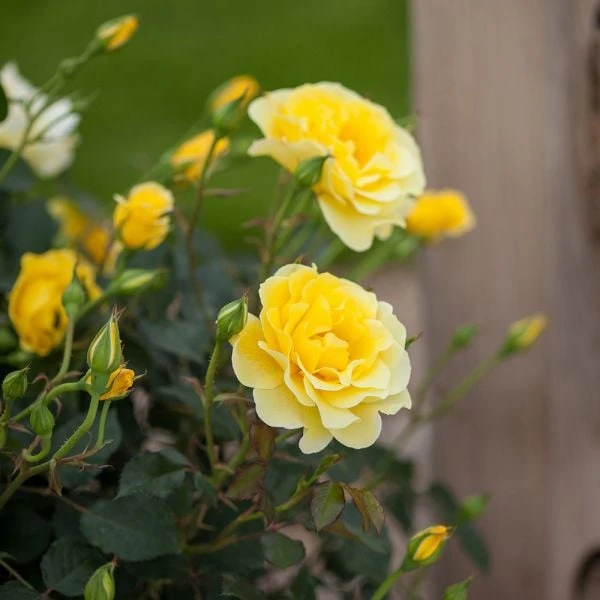 Rose Easy Elegance® Yellow Submarine 1 Rose Easy Elegance® Yellow Submarine