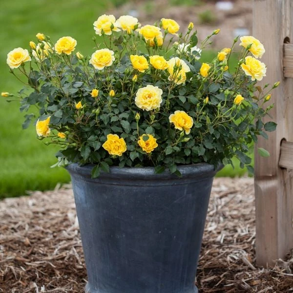 Rose Easy Elegance® Yellow Submarine 2 Rose Easy Elegance® Yellow Submarine - Image 2