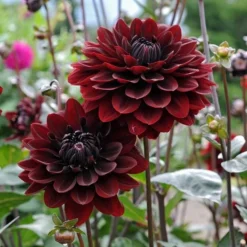 Dahlia 'Karma Choc' -Leaf Sprigs Sales Store x600 12810