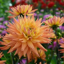 Dahlia 'Karma Corona' -Leaf Sprigs Sales Store x600 12811