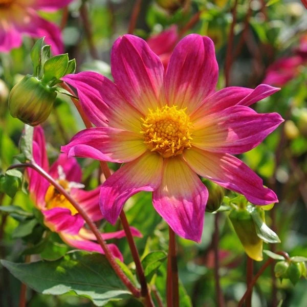 Dahlia 'Bright Eyes' 2 Dahlia 'Bright Eyes' - Image 2