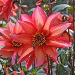 Dahlia 'Waltzing Mathilda' -Leaf Sprigs Sales Store x600 12869