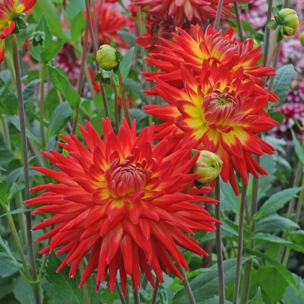 Dahlia 'Karma Bon Bini' 2 Dahlia 'Karma Bon Bini' - Image 2