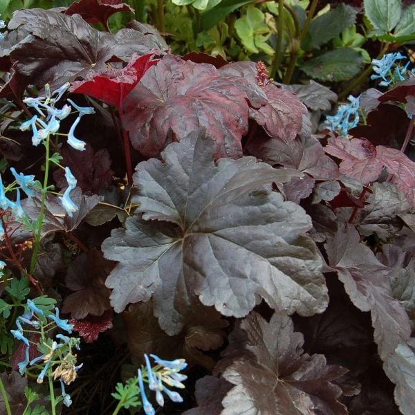 Heuchera 'Obsidian' 1 Heuchera 'Obsidian'
