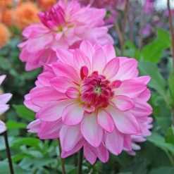 Dahlia 'Sincerity' -Leaf Sprigs Sales Store x600 13157