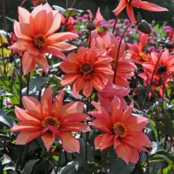 Dahlia 'Waltzing Mathilda' -Leaf Sprigs Sales Store x600 13165