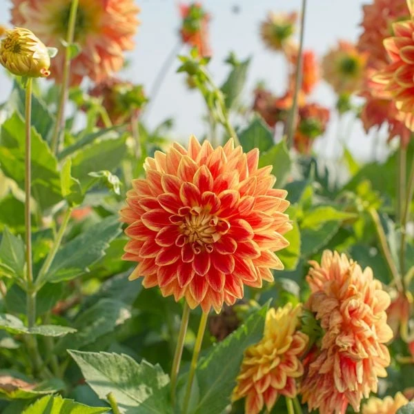 Dahlia 'Sun Explosion' 2 Dahlia 'Sun Explosion' - Image 2