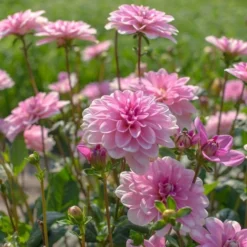 Dahlia 'Pink Perception' -Leaf Sprigs Sales Store x600 13394