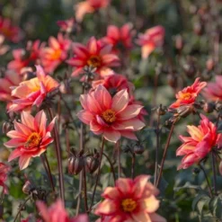 Dahlia 'Waltzing Mathilda' -Leaf Sprigs Sales Store x600 13398