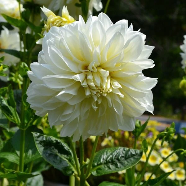 Dahlia 'White Perfection' 2 Dahlia 'White Perfection' - Image 2