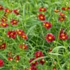 Coreopsis Big Bang™ 'Mercury Rising'