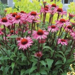 Echinacea Purpurea Prairie Pillars™ 'Merlot' -Leaf Sprigs Sales Store x600 13726