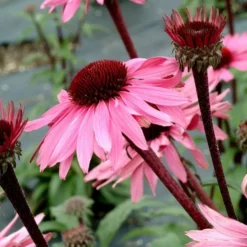 Echinacea Purpurea Prairie Pillars™ 'Merlot' -Leaf Sprigs Sales Store x600 13727
