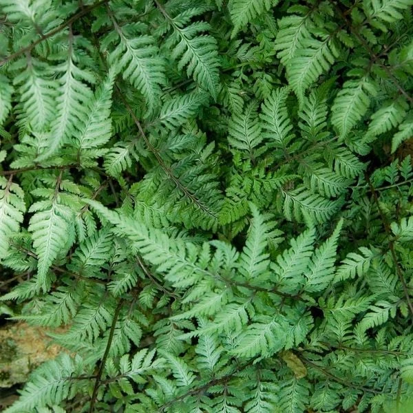 Athyrium Niponicum Var. Pictum - Japanese Painted Fern 2 Athyrium Niponicum Var. Pictum - Japanese Painted Fern - Image 2