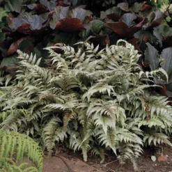 Athyrium Niponicum Var. Pictum - Japanese Painted Fern 9 Athyrium Niponicum Var. Pictum - Japanese Painted Fern -Leaf Sprigs Sales Store x600 13740
