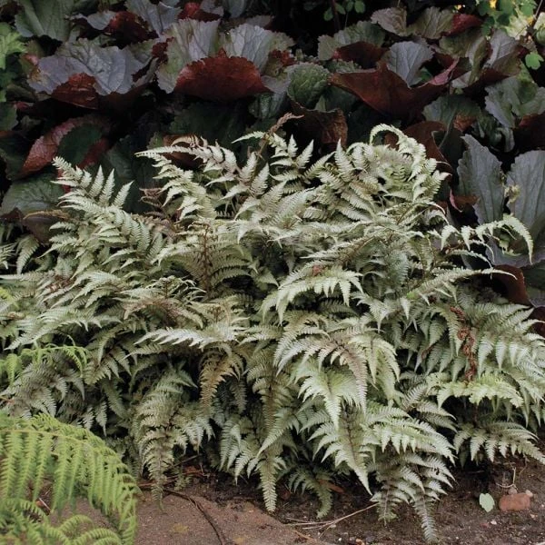 Athyrium Niponicum Var. Pictum - Japanese Painted Fern 4 Athyrium Niponicum Var. Pictum - Japanese Painted Fern - Image 4