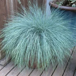 Ornamental Grass: Festuca Glauca Beyond Blue™ -Leaf Sprigs Sales Store x600 13746