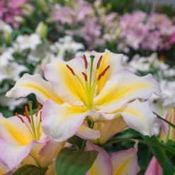 Lilium 'Captain Tricolore' -Leaf Sprigs Sales Store x600 13782