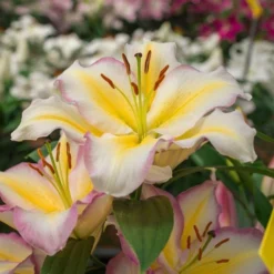 Lilium 'Captain Tricolore' -Leaf Sprigs Sales Store x600 13783