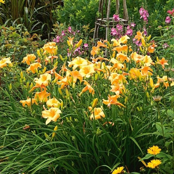 Hemerocallis (Daylily) 'Apricot Sparkles' - Reblooming 2 Hemerocallis (Daylily) 'Apricot Sparkles' - Reblooming - Image 2