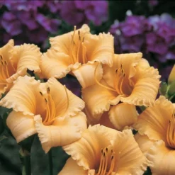 Hemerocallis (Daylily) 'Apricot Sparkles' - Reblooming 6 Hemerocallis (Daylily) 'Apricot Sparkles' - Reblooming -Leaf Sprigs Sales Store x600 13862