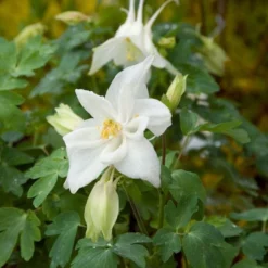 Aquilegia 'Dove' -Leaf Sprigs Sales Store x600 13867