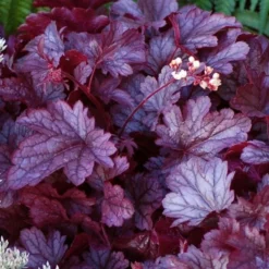 Heuchera 'Shanghai' -Leaf Sprigs Sales Store x600 13955
