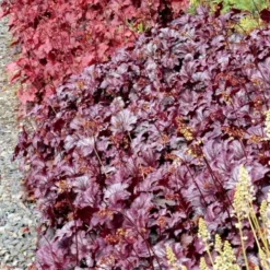 Heuchera 'Shanghai' -Leaf Sprigs Sales Store x600 13956