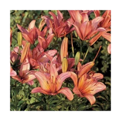 Extended-Season Lily Mix -Leaf Sprigs Sales Store x600 13966