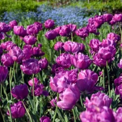 Tulip 'Blue Diamond' -Leaf Sprigs Sales Store x600 14199