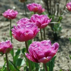 Tulip 'Blue Diamond' -Leaf Sprigs Sales Store x600 14200