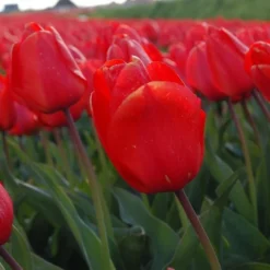 Tulip 'Lalibela' 7 Tulip 'Lalibela' -Leaf Sprigs Sales Store x600 14270