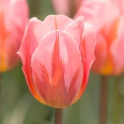 Tulip 'Pretty Princess' -Leaf Sprigs Sales Store x600 14283