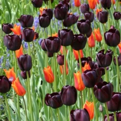 Tulip 'Queen Of Night' -Leaf Sprigs Sales Store x600 14315